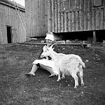 CW0734.jpg        Aslaug Dahlmo (Waatvik) fotografert sammen med geita  på Dahlmo i Drevja ca. 1929.