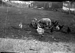 CW0888.jpg      Utenfor gammelhuset i Våtvika.  Reidun leker med sauen og hønene.   ca.  1932     Stabburet i bakgrunnen.