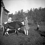 CW0898.jpg      Ingrid Waatvik koser med kua , mens Hans Julius holder seg på trygg avstand.    Ca. 1943.