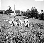 CW1660.jpg      Potetopptaking i Våtvika.    Anita Kristine  ett og et halvt år er med på å hjelpe mamma Aslaug  og Hans Julius Waatvik å ta opp potet. ca. 1952.<br> 